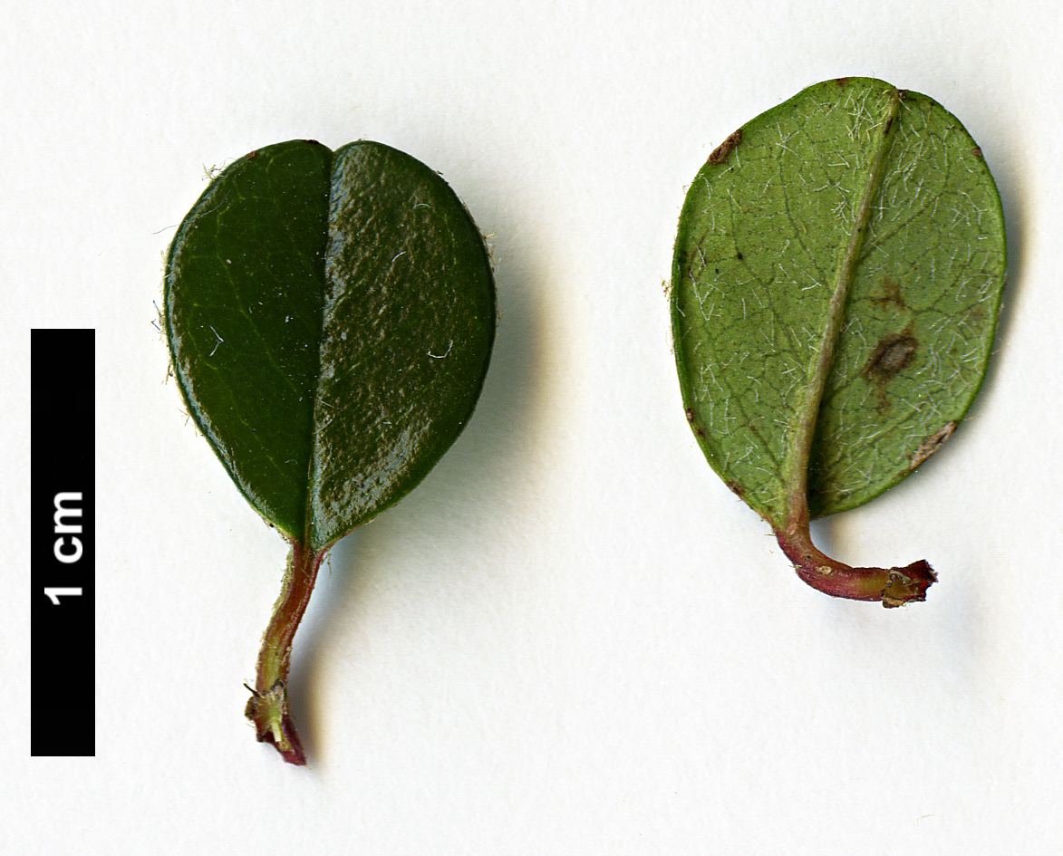 High resolution image: Family: Rosaceae - Genus: Cotoneaster - Taxon: lidjiangensis